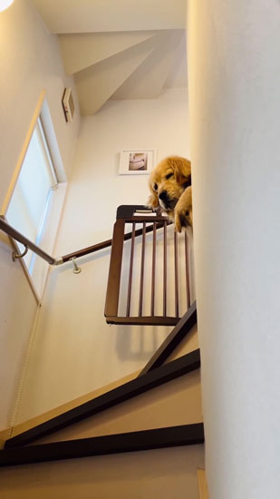 顔を出すイクラちゃん