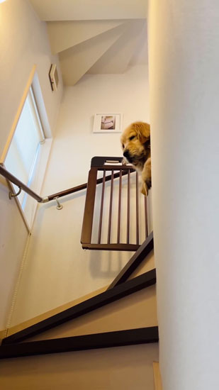 階段上にずっといるコメちゃんとイクラちゃん