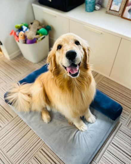 ニコニコなコメちゃん