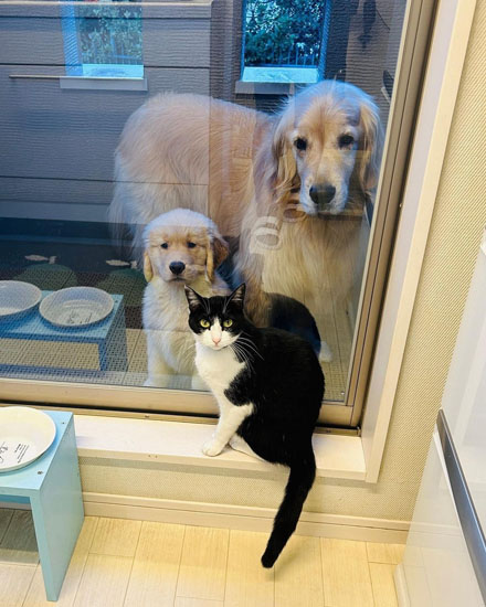 スリーショットのワンニャン