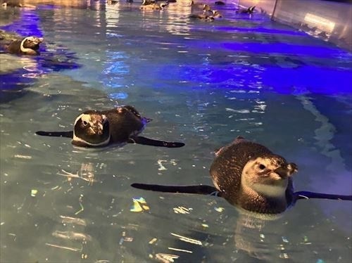 すみだ水族館のペンギン