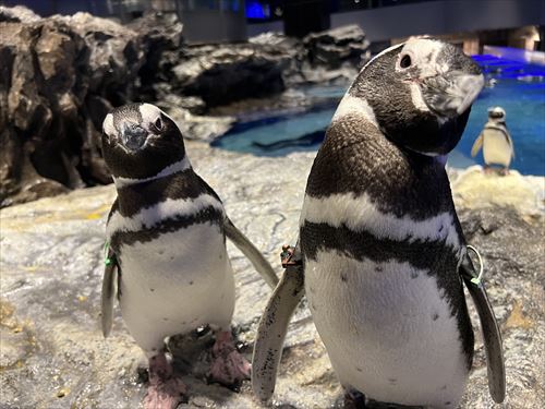 すみだ水族館のペンギン