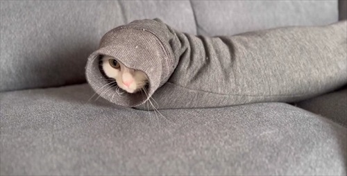 脱ぎたてのズボンに謎の生物