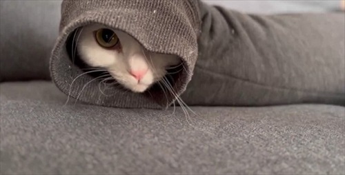 脱ぎたてのズボンに謎の生物