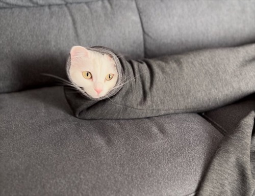 脱ぎたてのズボンに謎の生物