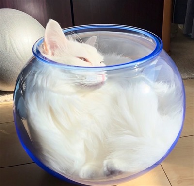 脱ぎたてのズボンに謎の生物