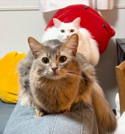 脱ぎたてのズボンに謎の生物