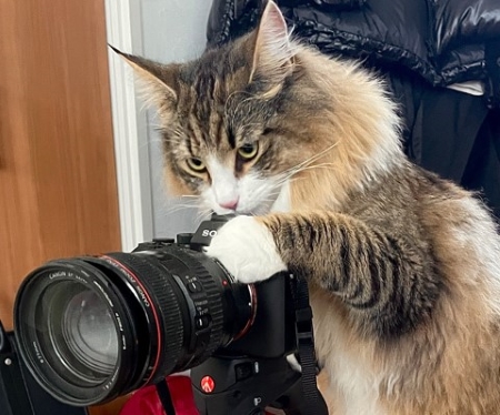 真剣なまなざしの猫