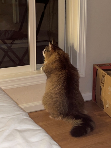 窓から外を眺める猫