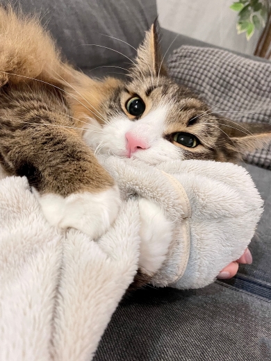 飼い主の腕をつかむ猫