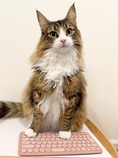 キーボードを触る猫