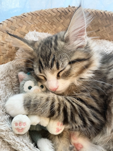 ぬいぐるみを抱く猫