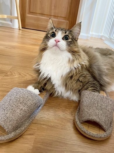 スリッパを履いた猫
