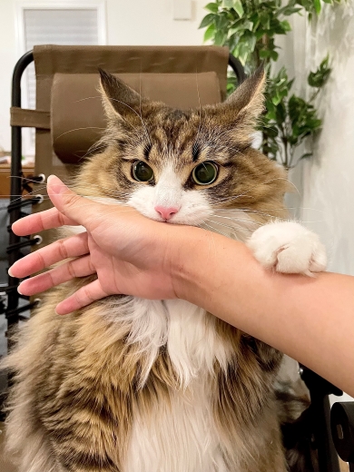 飼い主の手を噛む猫