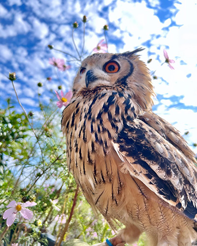 コスモスとミミズク