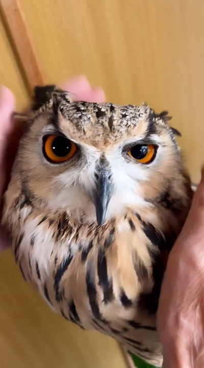 両目開けてるミミズク