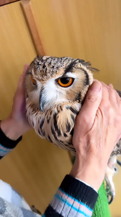 おばあちゃんに甘えるミミズク