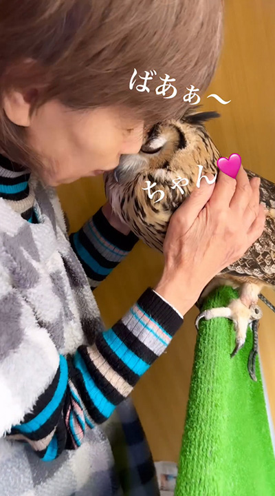 おばあちゃんに甘えるミミズク