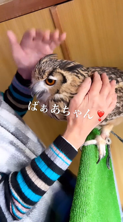 おばあちゃんに甘えるミミズク