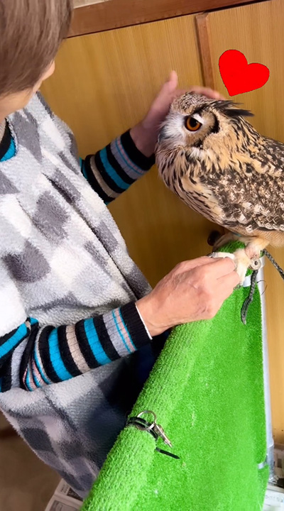 おばあちゃんに甘えるミミズク