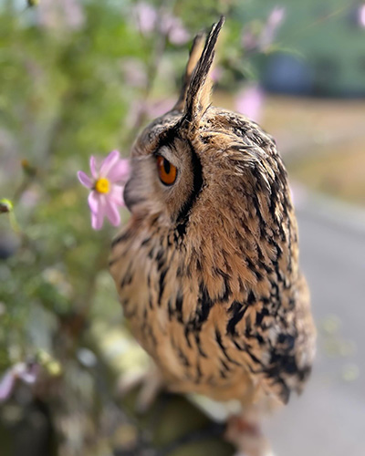 耳をぴーんとするミミズク