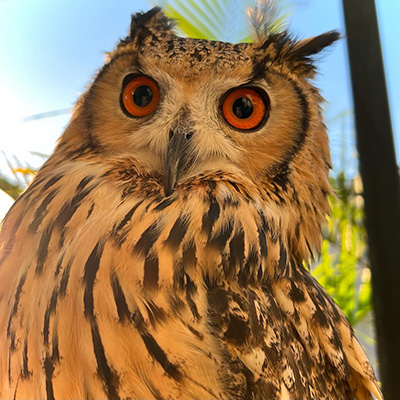 青空とミミズク