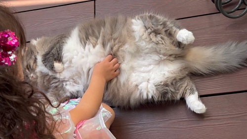 お姉ちゃん 発表会 緊張 娘 猫 ゴロン 寝転がる お腹 見せる へそ天