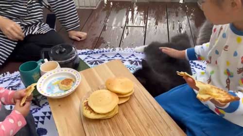 お姉ちゃん 発表会 緊張 娘 猫 ゴロン 寝転がる お腹 見せる へそ天