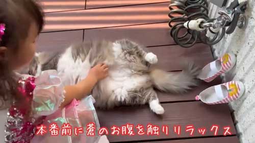 お姉ちゃん 発表会 緊張 娘 猫 ゴロン 寝転がる お腹 見せる へそ天