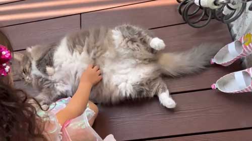 お姉ちゃん 発表会 緊張 娘 猫 ゴロン 寝転がる お腹 見せる へそ天