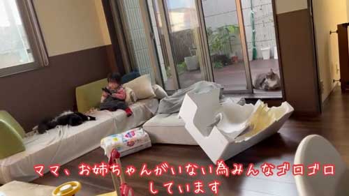 お姉ちゃん 発表会 緊張 娘 猫 ゴロン 寝転がる お腹 見せる へそ天