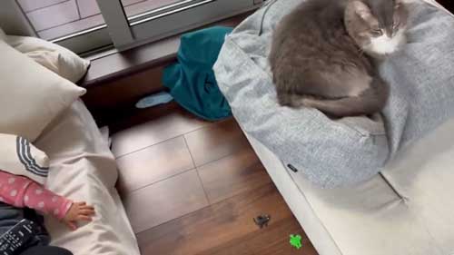 お姉ちゃん 発表会 緊張 娘 猫 ゴロン 寝転がる お腹 見せる へそ天