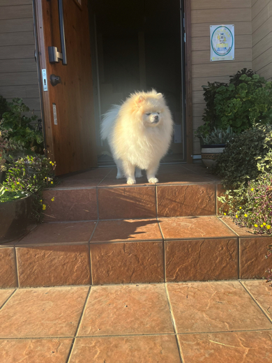 神々しいオーラを放つポメラニアン