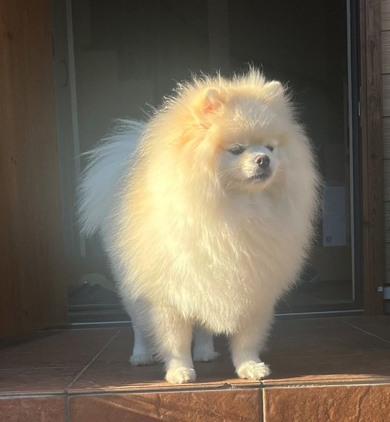 日光が反射して光るポメラニアン