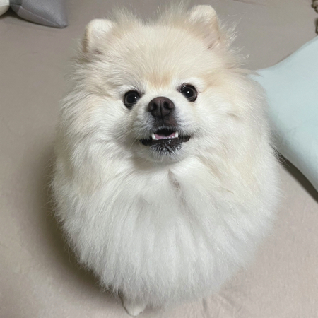 真っ白かわいいポメラニアン