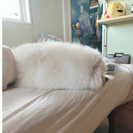 アザラシみたいなポメラニアン