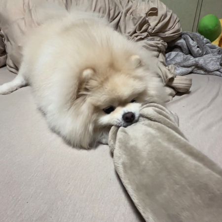 着る毛布が欲しいポメラニアン