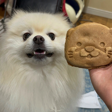 カワウソ焼きとポメラニアン