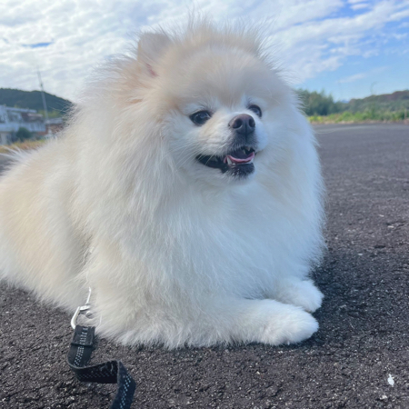 人間観察中のポメラニアン