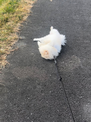 散歩中のポメラニアン