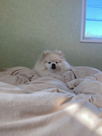 寝起きのポメラニアン