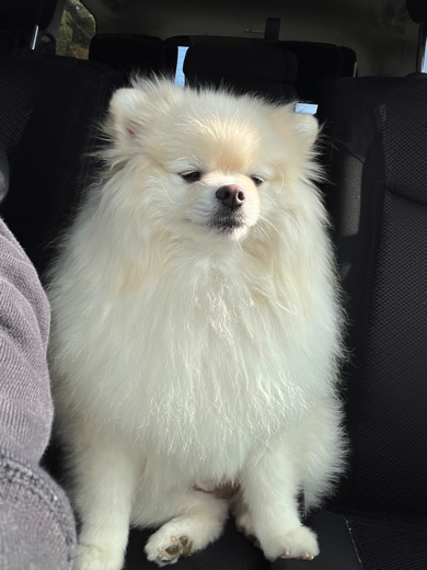 動物病院で疲れたポメラニアン