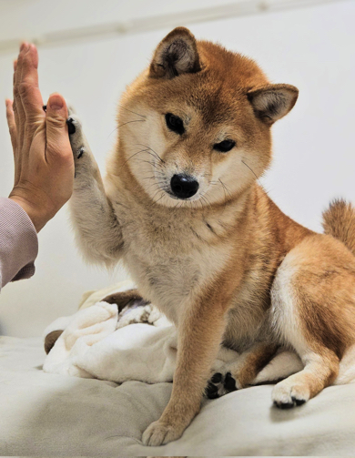 やる気0のタッチをする豆柴犬