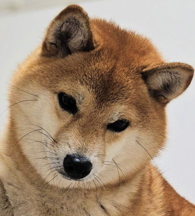 飼い主さんから目を逸らす豆柴犬