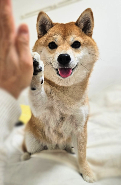 おやつでやる気になった豆柴犬