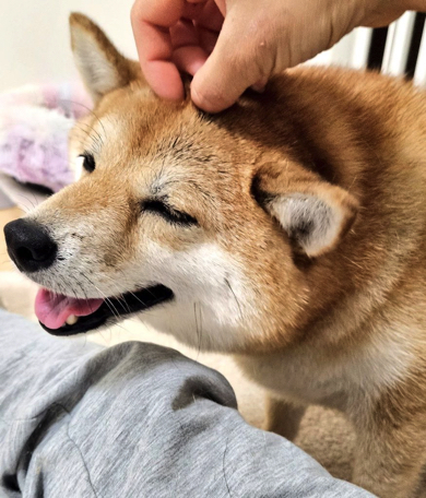 マッサージにうっとりする豆柴犬
