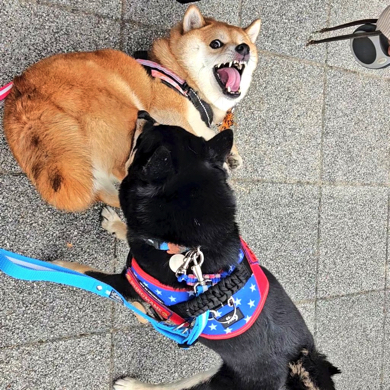 じゃれ合う豆柴犬たち