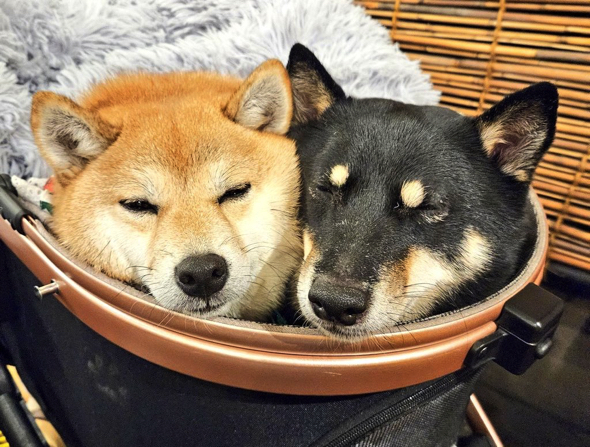 並んで眠る豆柴犬たち
