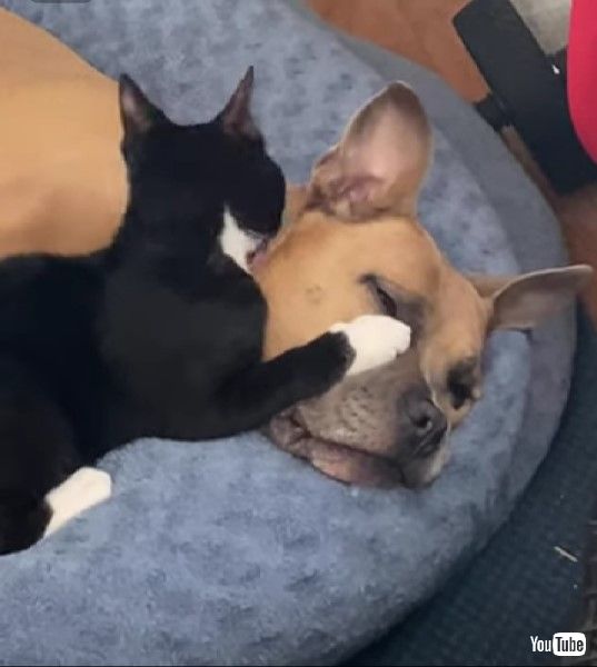 2カ月後の子猫と大型犬