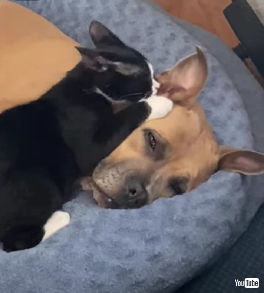 振り払ってもしつこくなめ続ける子猫